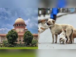 सुप्रीम कोर्ट में डॉग लवर्स की बड़ी जीत, टीका लगाकर वापस उसी इलाके में छोड़े जाएंगे कुत्ते सुप्रीम कोर्ट में डॉग लवर्स की बड़ी जीत, टीका लगाकर वापस उसी इलाके में छोड़े जाएंगे कुत्ते