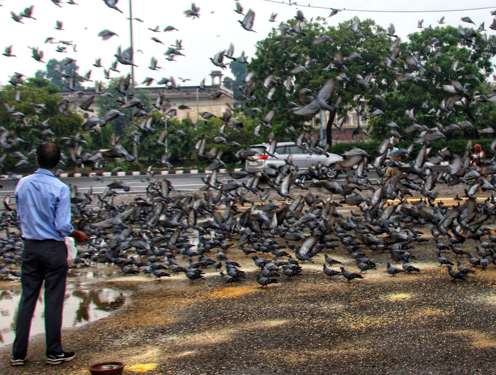 Mumbai's Pigeon Feeding Ban: How A Public Health Move Clashed With Faith