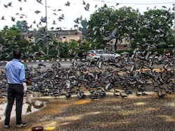 Mumbai&#039;s Pigeon Feeding Ban: How A Public Health Move Clashed With Faith