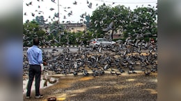 Mumbai's Pigeon Feeding Ban: How A Public Health Move Clashed With Faith