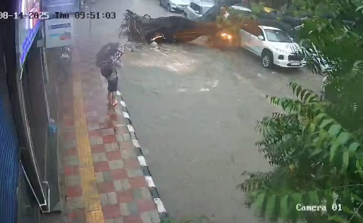 Man crushed to death by falling tree in Delhi rain