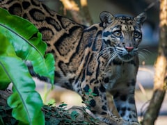 Stunning Video Reveals The Secret Life Of Endangered Clouded Leopards In Northeast India