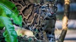 Stunning Video Reveals The Secret Life Of Endangered Clouded Leopards In Northeast India