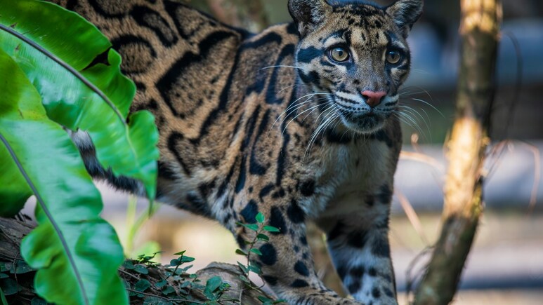 Stunning Video Reveals The Secret Life Of Endangered Clouded Leopards In Northeast India Stunning Video Reveals The Secret Life Of Endangered Clouded Leopards In Northeast India