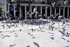 India's Pigeon Problem: Mumbai Police Detains Pro-Feeding Group Amid Row Over Dadar's Kabootar Khana India's Pigeon Problem: Mumbai Police Detains Pro-Feeding Group Amid Row Over Dadar's Kabootar Khana