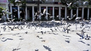 India's Pigeon Problem: Mumbai Police Detains Pro-Feeding Group Amid Row Over Dadar's Kabootar Khana