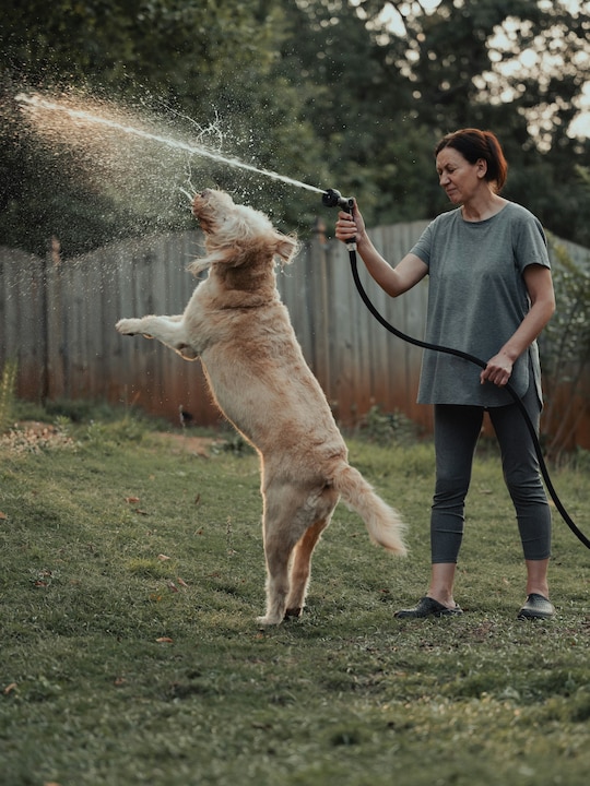 8 Pet-Friendly Upgrades For Gardens And Terraces