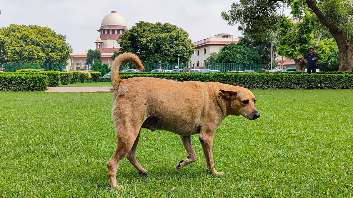 Catch, Neuter, Release Policy For Stray Dogs: Supreme Court Tweaks Order