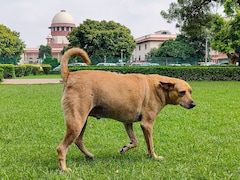 Catch, Neuter, Release Policy For Stray Dogs: Supreme Court Tweaks Order
