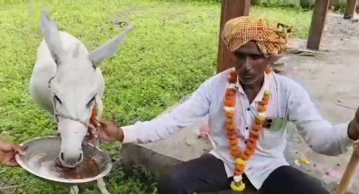 गधे को गुलाब जामुन खिलाया. गधे को गुलाब जामुन खिलाया.