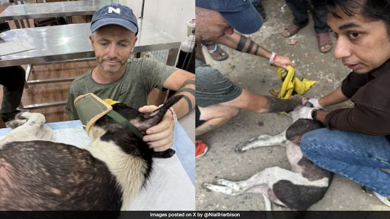 Irish Dog Rescuer Was In India During Stray Dog Protests. What He Found Irish Dog Rescuer Was In India During Stray Dog Protests. What He Found