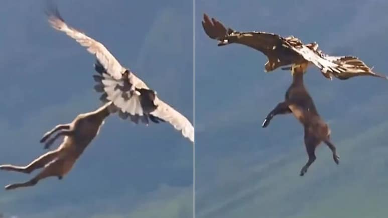 हिरण की गर्दन को मुंह में दबोचकर साथ उड़ा ले गई चील, Video देख खड़े हो जाएंगे रोंगटे, कमज़ोर दिल वाले न देखें