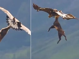 हिरण की गर्दन को मुंह में दबोचकर साथ उड़ा ले गई चील, Video देख खड़े हो जाएंगे रोंगटे, कमज़ोर दिल वाले न देखें हिरण की गर्दन को मुंह में दबोचकर साथ उड़ा ले गई चील, Video देख खड़े हो जाएंगे रोंगटे, कमज़ोर दिल वाले न देखें