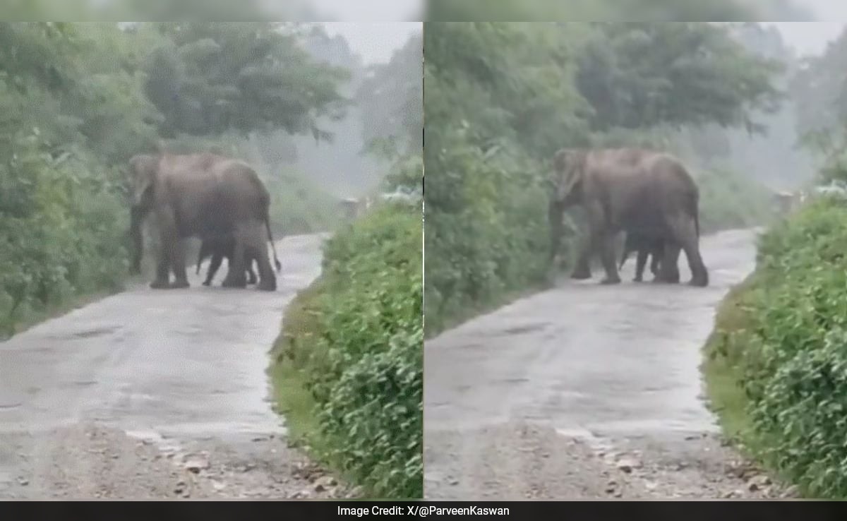 Watch: Newborn Calf Walks Alongside Mother Elephant, Hours After Birth