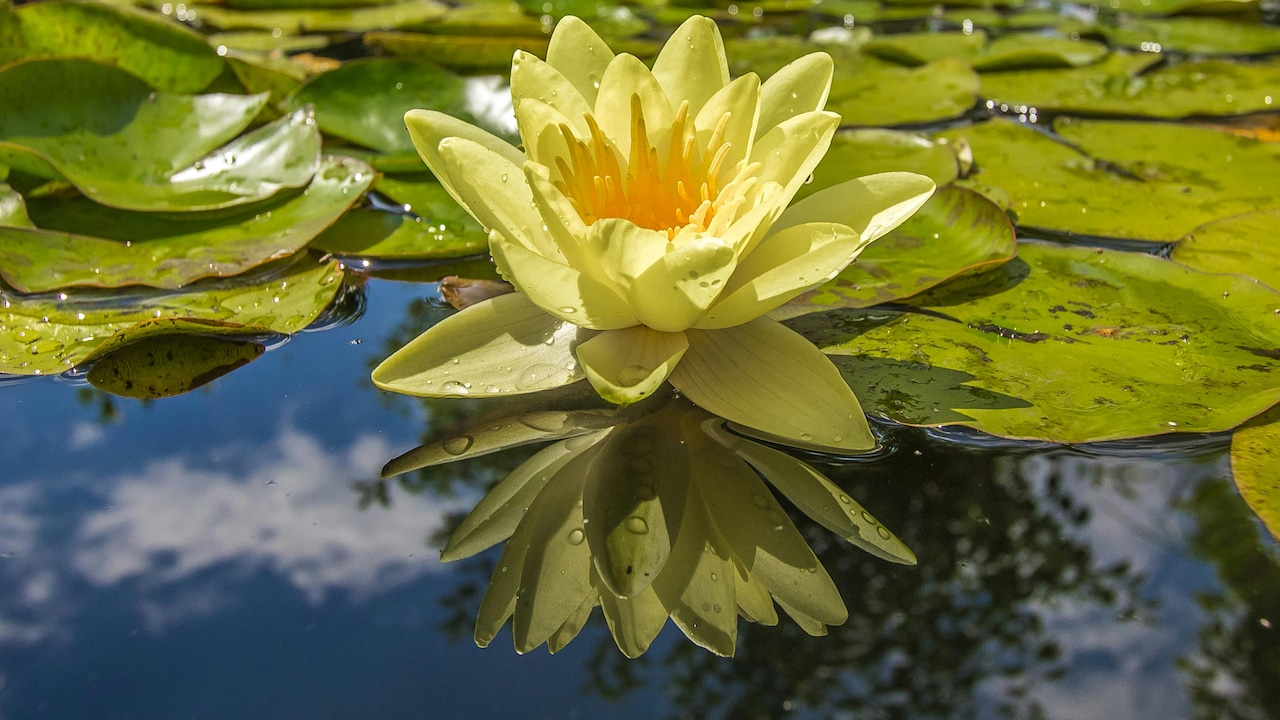 Patience blooms into beauty. Learn how to sow lotus seeds and watch magic unfold.