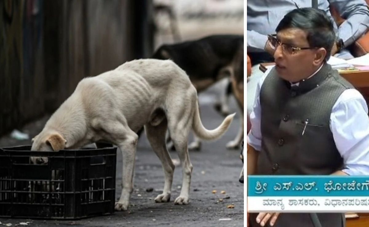 "Killed 2,800 Dogs, Can Go To Jail If Needed": Shocker From Karnataka Leader
