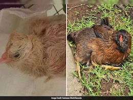 Meet Pearl, World's Oldest Chicken Still Defying The Odds Meet Pearl, World's Oldest Chicken Still Defying The Odds