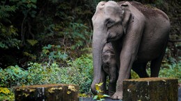 World Elephant Day 2025: Date, History, Significance And All You Need To Know