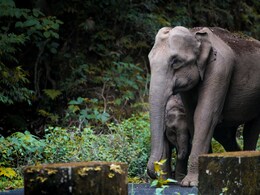 World Elephant Day 2025: Date, History, Significance And All You Need To Know World Elephant Day 2025: Date, History, Significance And All You Need To Know
