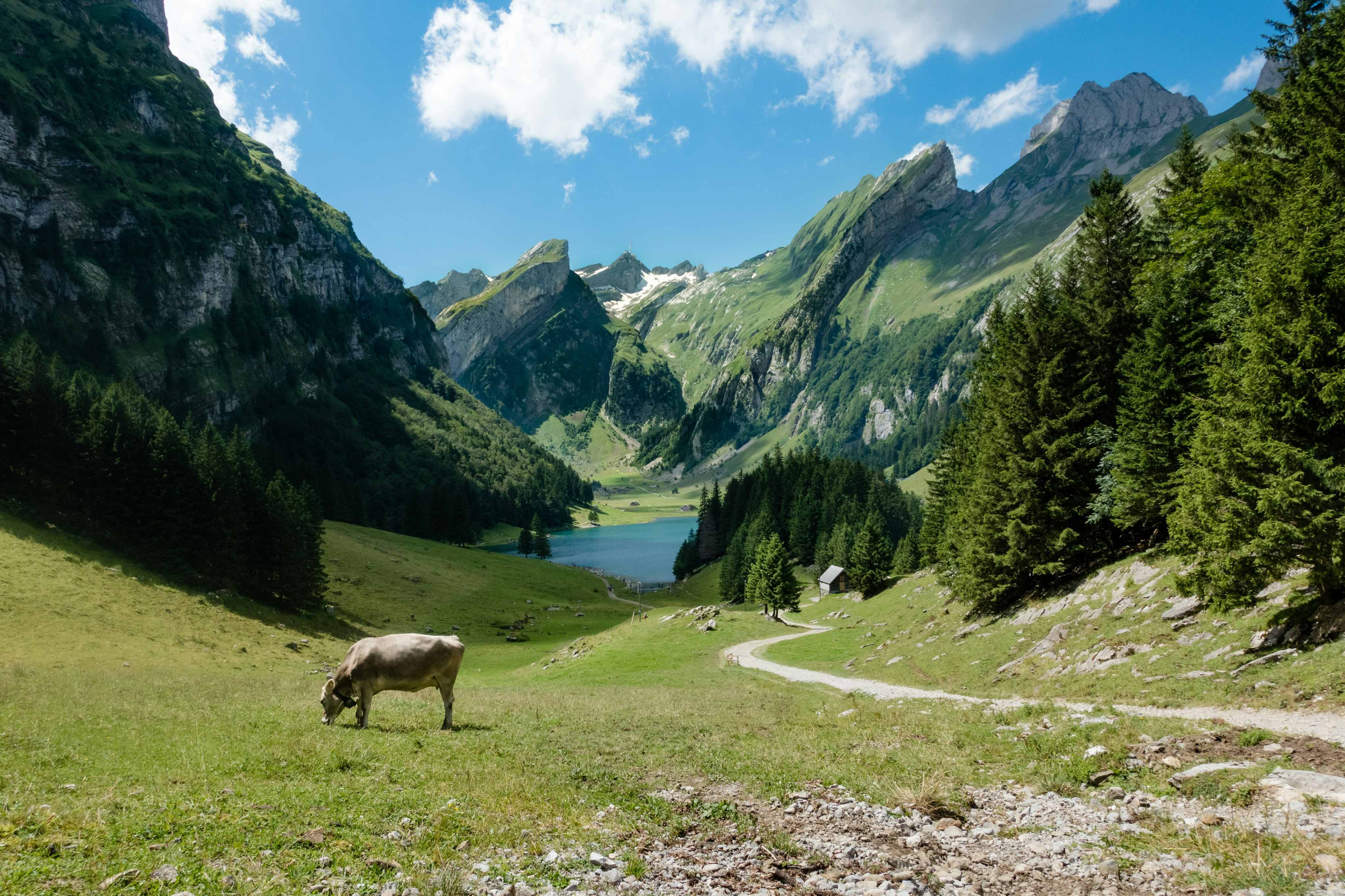 Want To Live, Work, And Start A Business In Switzerland? This Schengen Country Has A Golden Visa For Indians