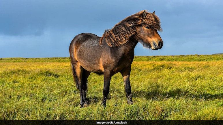 Denmark Woman Reveals Why She Donated Daughter's Pony To Feed Lions In Zoo Denmark Woman Reveals Why She Donated Daughter's Pony To Feed Lions In Zoo
