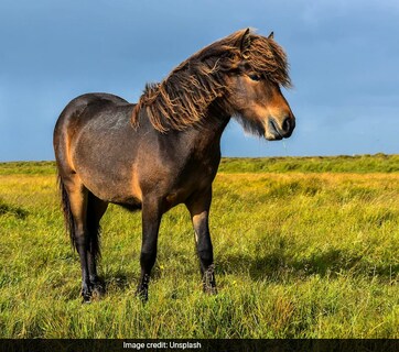 मां ने बेटी का पालतू घोड़ा...शेरों को खिलाने के लिए चिड़ियाघर को दिया, मचा बवाल