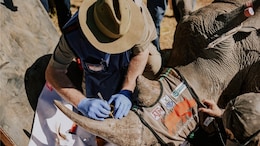 South Africa Injecting Radioactive Material Into Rhino Horns To Thwart Poaching