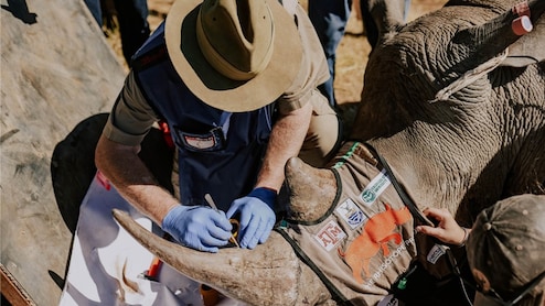 South Africa Injecting Radioactive Material Into Rhino Horns To Thwart Poaching