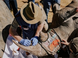 South Africa Injecting Radioactive Material Into Rhino Horns To Thwart Poaching South Africa Injecting Radioactive Material Into Rhino Horns To Thwart Poaching