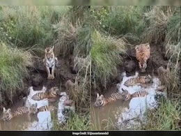 Watch: Ex-Forest Officer Shares Footage Of Tigress Looking After Cubs As They Bathe Watch: Ex-Forest Officer Shares Footage Of Tigress Looking After Cubs As They Bathe