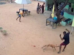 On Camera, Stray Dog Attacks Boy, Father Outside Tamil Nadu Home
