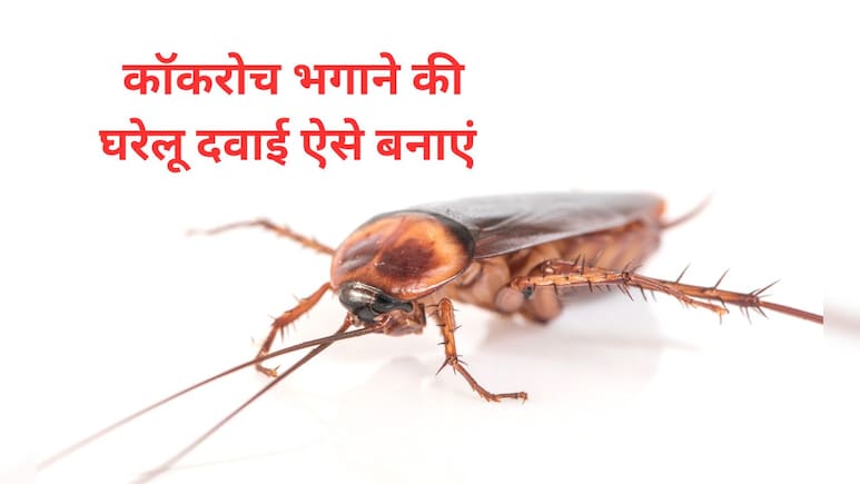 अपने घर में तिलचट्टे को मारने का सबसे तेज तरीका क्या है? सालों तक नजर नहीं आएगा एक भी कॉकरोच 