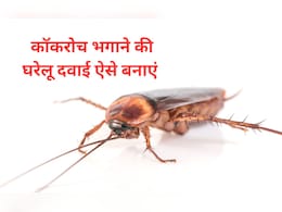 अपने घर में तिलचट्टे को मारने का सबसे तेज तरीका क्या है? सालों तक नजर नहीं आएगा एक भी कॉकरोच  अपने घर में तिलचट्टे को मारने का सबसे तेज तरीका क्या है? सालों तक नजर नहीं आएगा एक भी कॉकरोच