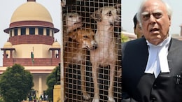 Stray dogs case : भटक्या कुत्र्यांच्या समस्येवर सर्वोच्च न्यायालयात सुनावणी; धक्कादायक आकडेवारी आली समोर