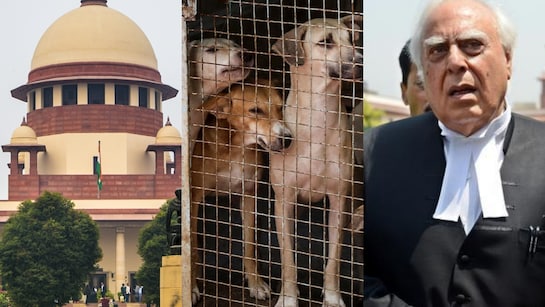 वे चिड़चिड़े-हिंसक हो जाएंगे... सिब्बल ने सुप्रीम कोर्ट में आवारा कुत्तों  के लिए दीं क्या दलीलें, पढ़िए | Stray dogs case hearing supreme court  arguments latest news