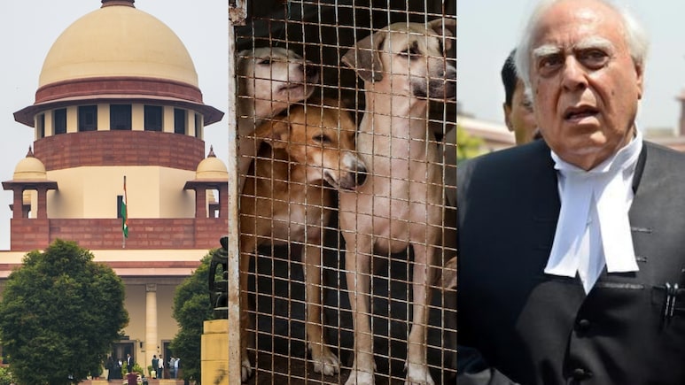 वे चिड़चिड़े-हिंसक हो जाएंगे... सिब्बल ने सुप्रीम कोर्ट में आवारा कुत्तों के लिए दीं क्या दलीलें, पढ़िए वे चिड़चिड़े-हिंसक हो जाएंगे... सिब्बल ने सुप्रीम कोर्ट में आवारा कुत्तों के लिए दीं क्या दलीलें, पढ़िए