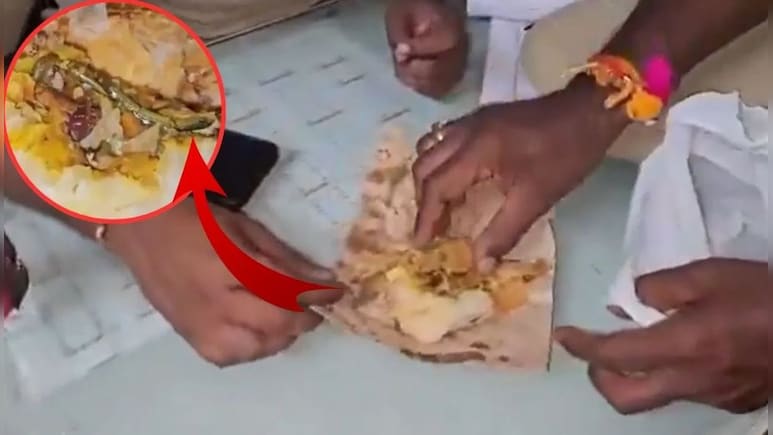 खाने में मिला मरा हुआ सांप, देख महिला की निकल गई चीखें, VIDEO देख सहमे लोग खाने में मिला मरा हुआ सांप, देख महिला की निकल गई चीखें, VIDEO देख सहमे लोग