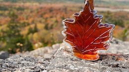 How Maple Syrup Thieves In Canada Once Made History With A Theft Worth Millions Of Dollars