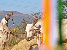 Jwari Kharedi: शेतकऱ्यांसाठी मोठी बातमी! शासकीय ज्वारी खरेदीची मुदत वाढली; पाहा नवी डेडलाईन