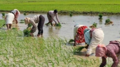 अच्छे मानसून से खरीफ फसलों को मिली नई जान, बुआई 14.92 लाख हेक्टेयर तक बढ़ी