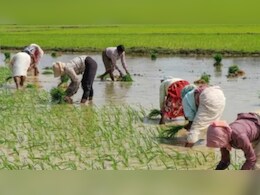 अच्छे मानसून से खरीफ फसलों को मिली नई जान, बुआई 14.92 लाख हेक्टेयर तक बढ़ी अच्छे मानसून से खरीफ फसलों को मिली नई जान, बुआई 14.92 लाख हेक्टेयर तक बढ़ी