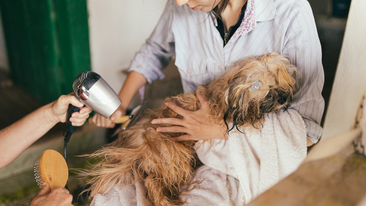 Invest in these affordable pet care essentials to keep your furry friends happy and healthy