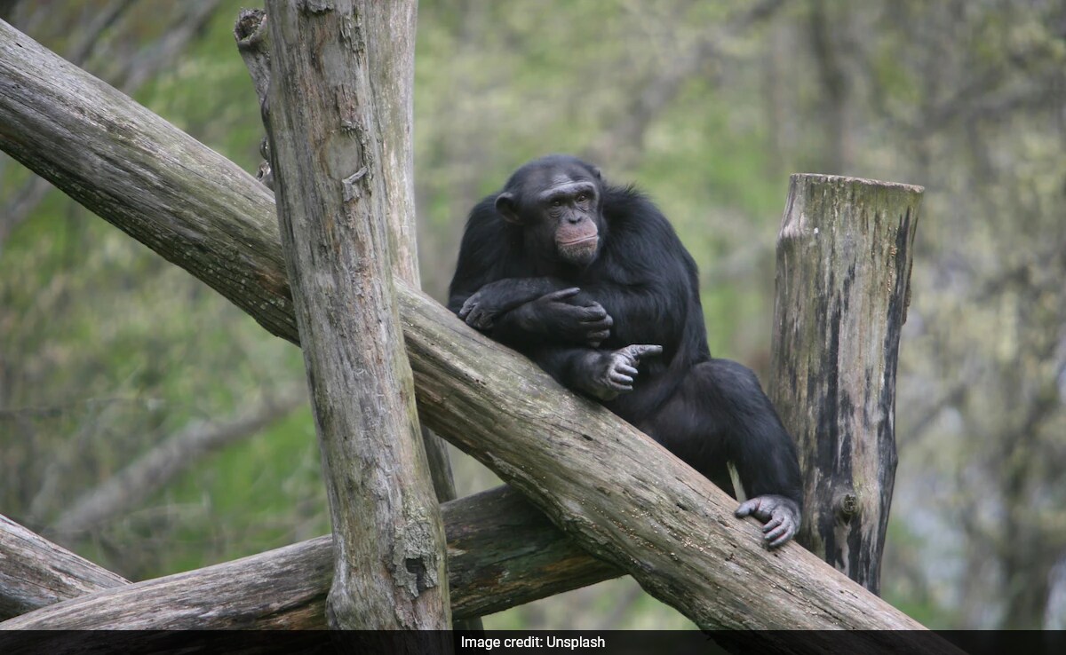 Chimps Naturally Consume Alcohol, Study Reveals