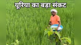 बिलासपुर में यूरिया का बड़ा संकट, खुलेआम कालाबाजारी से किसान परेशान
