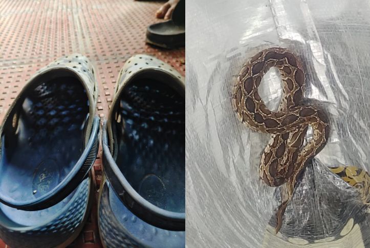 इंजीनियर के क्रॉक्स चप्पल में छुपा था सांप, पैर डालते ही डसा, दोनों की हो गई मौत