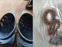 Bengaluru Techie, 41, Dies After Being Bitten By Snake Hiding In His Footwear