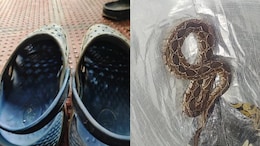 Bengaluru Techie, 41, Dies After Being Bitten By Snake Hiding In His Footwear