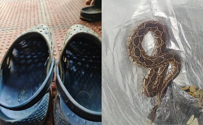 Bengaluru Techie, 41, Dies After Being Bitten By Snake Hiding In His Footwear