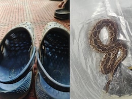 Bengaluru Techie, 41, Dies After Being Bitten By Snake Hiding In His Footwear Bengaluru Techie, 41, Dies After Being Bitten By Snake Hiding In His Footwear