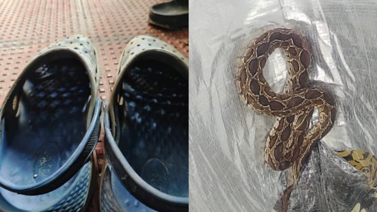Bengaluru Techie Dies After Being Bitten By Snake Hidden In Footwear Bengaluru Techie Dies After Being Bitten By Snake Hidden In Footwear